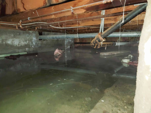 Best Water damage contractors near me  in Lewisburg, WV